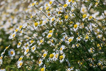 Image showing Wild chamomile flowers on a field sunny day.