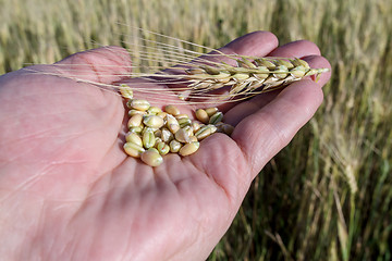 Image showing Agronomist is holding grain