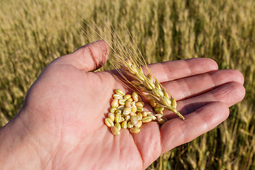 Image showing Agronomist is holding grain