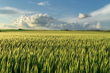 Image showing field of green wheat