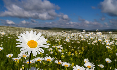 Image showing Daisies closeup on blue sky background.