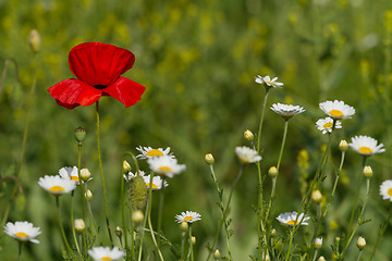 Image showing Single flower of wild red poppy on blue sky background with focus on flower