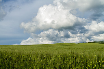 Image showing field of green wheat