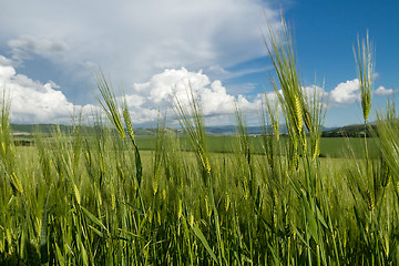 Image showing ears of ripe wheat