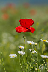 Image showing Lonely flower of wild red poppy on blue sky background with focus on flower