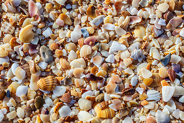 Image showing Sea pebbles closeup