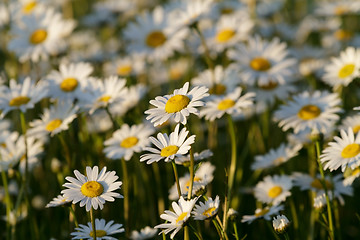 Image showing field daisy closeup