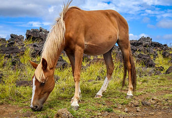 Image showing Horse in easter island field