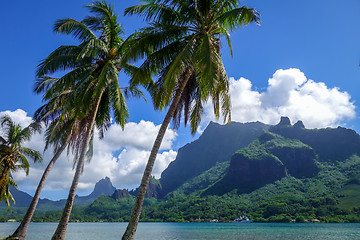 Image showing Cook’s Bay and lagoon in Moorea Island