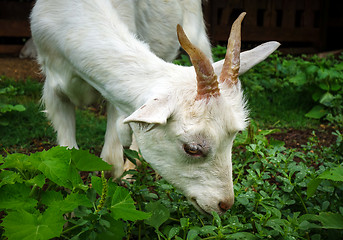 Image showing White goat