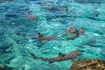 Image showing Blacktip sharks in moorea island lagoon