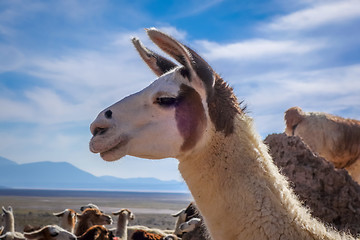 Image showing Lamas herd in Bolivia