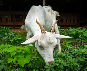 Image showing White goat