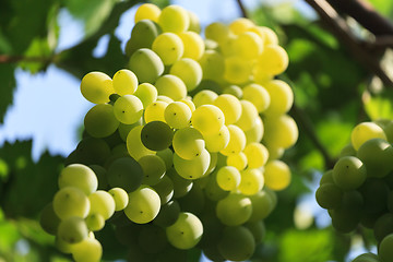 Image showing Bunch of white grapes