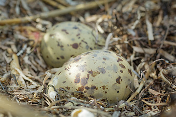 Image showing Colorful gull eggs in a nest, close-up