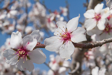 Image showing Flowering apricot tree