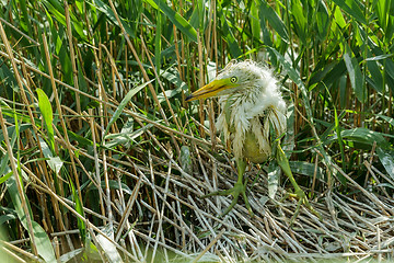 Image showing White Egret chick