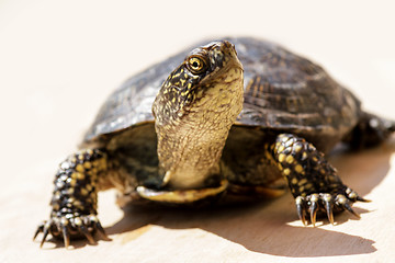 Image showing Tortoise on a bright sunny day