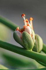 Image showing Orange flower bud