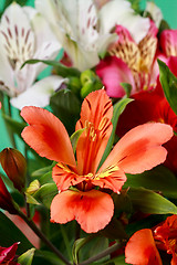 Image showing Alstroemeria flowers close-up