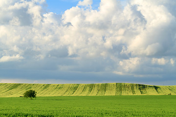 Image showing Panorama ripening wheat field