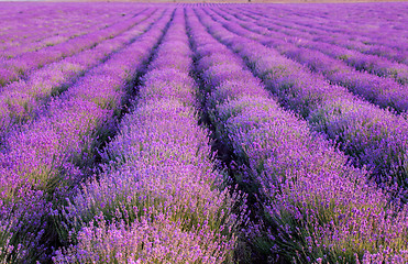 Image showing lavender plantation at sunset.