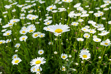 Image showing field daisy closeup