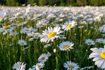 Image showing field daisy closeup