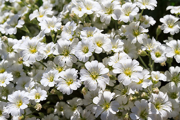 Image showing Wild white flowers on a field on a sunny day.