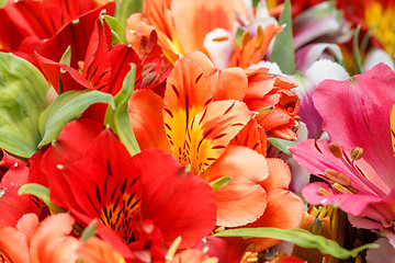 Image showing Alstroemeria flowers close-up