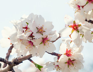 Image showing Flowering apricot tree