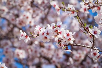 Image showing Flowering apricot tree