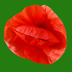Image showing Red poppy on a green background