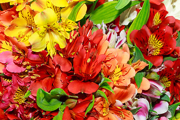 Image showing Alstroemeria flowers close-up