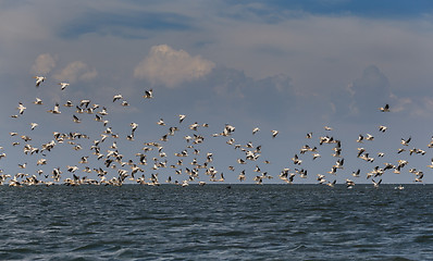 Image showing Flock of migratory birds