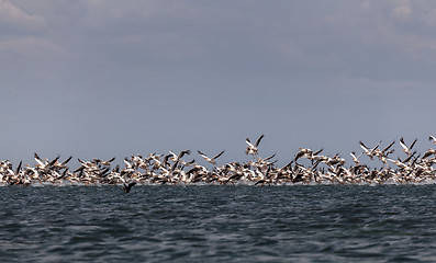 Image showing Migration of pink pelicans