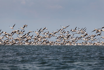 Image showing Flock of migratory birds