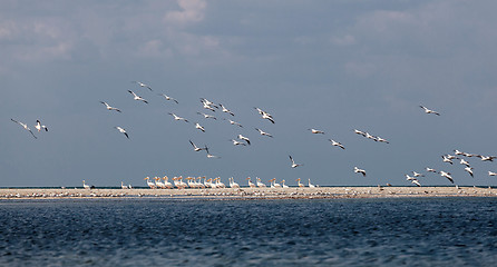 Image showing A flock of migrating pink pelicans