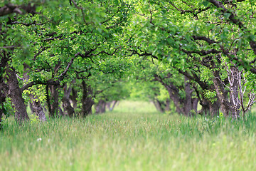 Image showing Old fruit orchard in spring