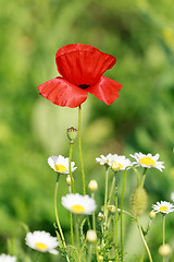 Image showing Lonely flower of wild red poppy on blue sky background with focus on flower