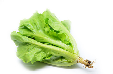 Image showing Green Chinese lettuce