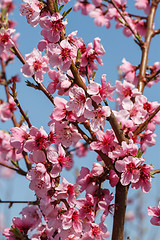 Image showing Blossoming peach close-up