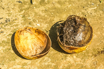Image showing Coconut in the shell