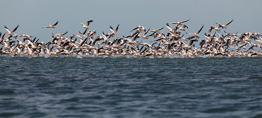 Image showing migration of pelicans