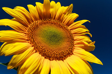 Image showing Sunflower close up against the blue sky