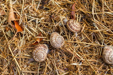 Image showing garden snail on straw