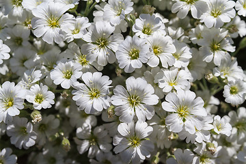 Image showing Wild white flowers on a field on a sunny day.