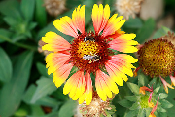 Image showing Bee collects pollen from flowers