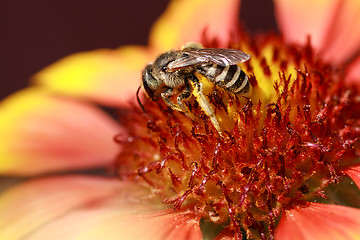 Image showing Bee collects pollen from flowers