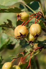 Image showing Hawthorn fruits ripen closeup